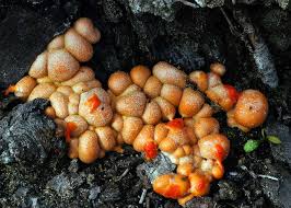 Attēlu rezultāti vaicājumam “Lycogala melleum young”