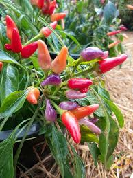 Afbeeldingsresultaat voor numex chimayo hot pepper