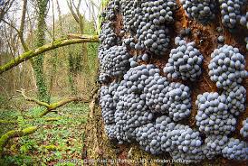 Attēlu rezultāti vaicājumam “Badhamia utricularis”