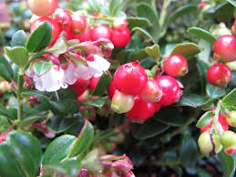 Attēlu rezultāti vaicājumam “Vaccinium vitis-idaea fruit”