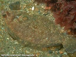 Image result for Microstomus kitt