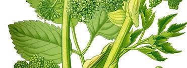 Attēlu rezultāti vaicājumam “Angelica archangelica leaf”