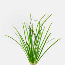 Attēlu rezultāti vaicājumam “Subularia aquatica leaf”