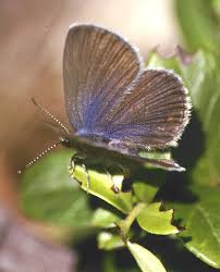 Attēlu rezultāti vaicājumam “Vacciniina optilete underside”