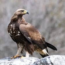 Attēlu rezultāti vaicājumam “Retinia resinella”