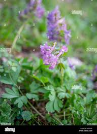 Attēlu rezultāti vaicājumam “Corydalis cava flower”