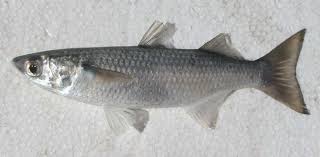 Image result for Mugil