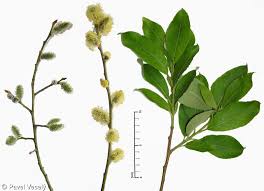 Attēlu rezultāti vaicājumam “Salix caprea”