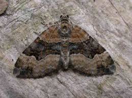 Attēlu rezultāti vaicājumam “Xanthorhoe biriviata”