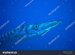Image result for Sphyraena viridensis