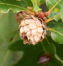 Attēlu rezultāti vaicājumam “Andricus foecundatrix”