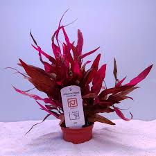 Image result for rosa aquatica