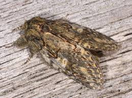 Attēlu rezultāti vaicājumam “Peridea anceps”