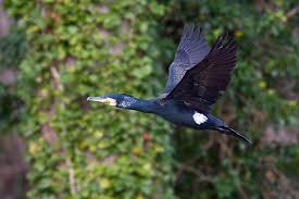 Attēlu rezultāti vaicājumam “Phalacrocorax carbo adult”