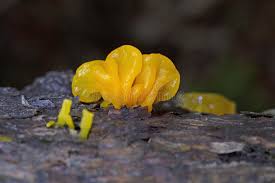 Attēlu rezultāti vaicājumam “Dacrymyces chrysospermus”