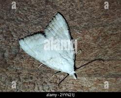 Attēlu rezultāti vaicājumam “Nola aerugula”