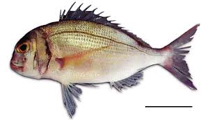 Image result for Pagrus