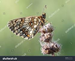 Attēlu rezultāti vaicājumam “Mellicta athalia”