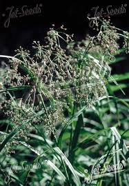 Attēlu rezultāti vaicājumam “Scirpus sylvaticus flower”