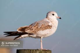 Attēlu rezultāti vaicājumam “Larus canus”