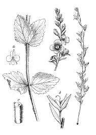 Attēlu rezultāti vaicājumam “Veronica chamaedrys flower”