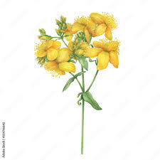 Attēlu rezultāti vaicājumam “Hypericum perforatum flower”