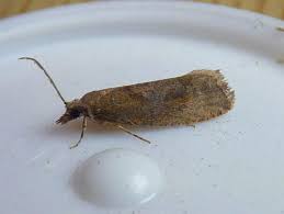 Attēlu rezultāti vaicājumam “Epinotia sordidana”