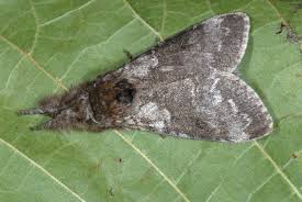 Attēlu rezultāti vaicājumam “Calliteara pudibunda”