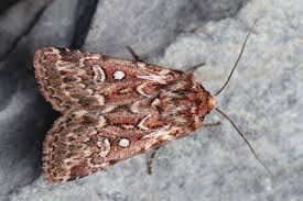 Attēlu rezultāti vaicājumam “Lycophotia porphyrea”