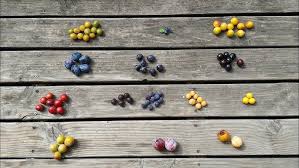 Attēlu rezultāti vaicājumam “Prunus domestica subsp. domestica fruit”