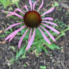 Image result for Echinacea pallida