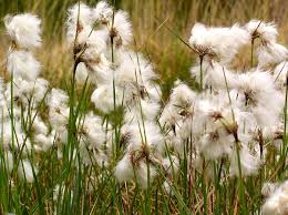 Attēlu rezultāti vaicājumam “Eriophorum angustifolium”