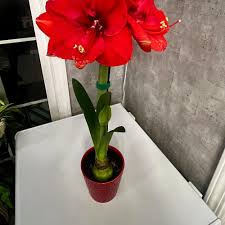 Attēlu rezultāti vaicājumam “Amarillidaceae”