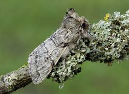 Attēlu rezultāti vaicājumam “Achlya flavicornis”