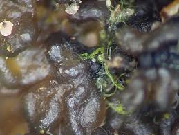 Attēlu rezultāti vaicājumam “Stemonaria irregularis young”