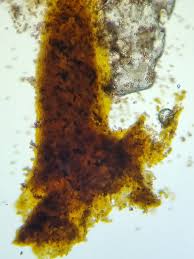 Attēlu rezultāti vaicājumam “Physarum rubiginosum plasmodium”