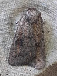 Attēlu rezultāti vaicājumam “Caradrina morpheus”