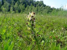 Attēlu rezultāti vaicājumam “Dactylorhiza ochroleuca”