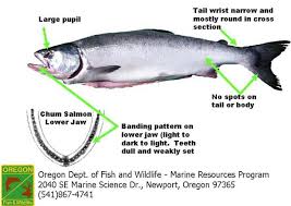 Image result for Oncorhynchus keta