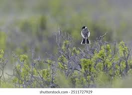 Image result for Emberiza pallasi