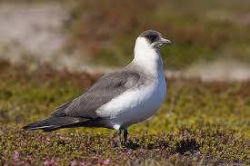 Attēlu rezultāti vaicājumam “Stercorarius parasiticus”