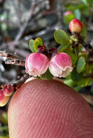 Attēlu rezultāti vaicājumam “Vaccinium uliginosum bud”