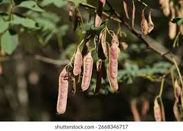 Attēlu rezultāti vaicājumam “Robinia pseudoacacia fruit”