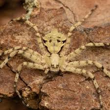 Attēlu rezultāti vaicājumam “Philodromus margaritatus”