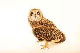 Attēlu rezultāti vaicājumam “Asio flammeus”