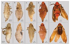Attēlu rezultāti vaicājumam “Ophiotheca chrysosperma sessile”
