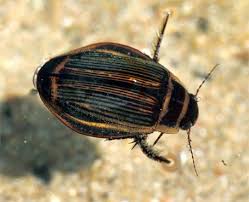 Attēlu rezultāti vaicājumam “Dytiscus sp.”