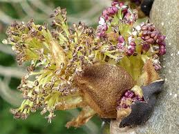 Attēlu rezultāti vaicājumam “Fraxinus excelsior Pendula female flower”