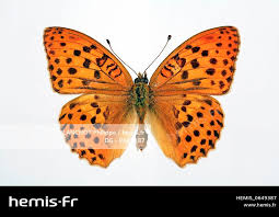 Attēlu rezultāti vaicājumam “Argynnis laodice”