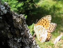 Attēlu rezultāti vaicājumam “Argynnis niobe underside”